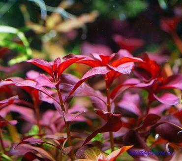 nubia red magic: Akvarium bitkiləri və balıqlar. Akvarium bitkisi ludviqya red