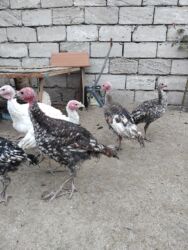 купить собаку в баку: Hündüşqalar bakının maşdağa kəndindədi tam sağlamdılar peyvəndləri