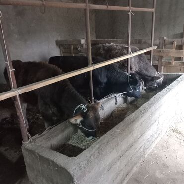 продаю связи с переездом: Продаю | Музоо, торпок | На откорм | Привязанные