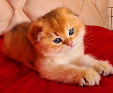 sevgi qusu: Qızıl şinşilla — 6