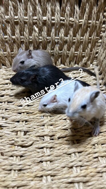 Хомяки: Ручные песчанки монгольские. Красивые окрасы, есть девочки и мальчики — 11