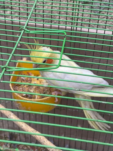 Попугаи: Nymph paraket (cockatiel) – sarı çalma, narıncı yanaq ləkələri və açıq