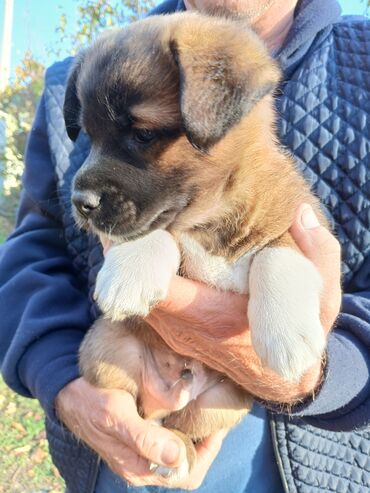 купить рабочую охотничью собаку: 1 месяц, Самец