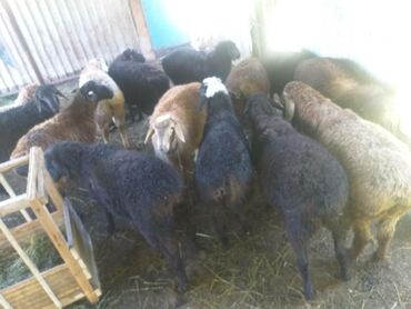 Животные: Продаю | Овца (самка), Баран (самец) | На забой