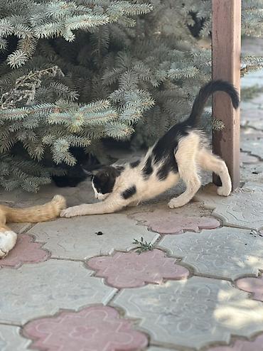 коён ош: 🐱 Отдам котят в добрые руки БЕСПЛАТНО! Даром 😔💔. Очень срочно! Ищем — 4
