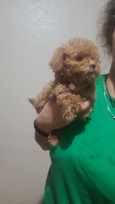 İtlər: Pudel, 2 ay, Peyvəndli, Pulsuz çatdırılma — 2