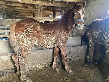 Лошади, кони: Продаю | Жеребенок | Для разведения — 1