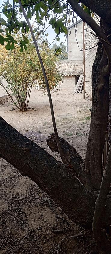 yeni güneşlide: 2 sot, Kənd təsərrüfatı, Mülkiyyətçi, Kupça (Çıxarış) — 8