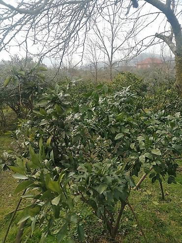 lenkeran ev: 11 sot, Tikinti, Mülkiyyətçi, Kupça (Çıxarış) — 4