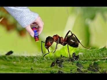 услуги охраны: Профессиональная обработка от тараканов и муравьев Обработка