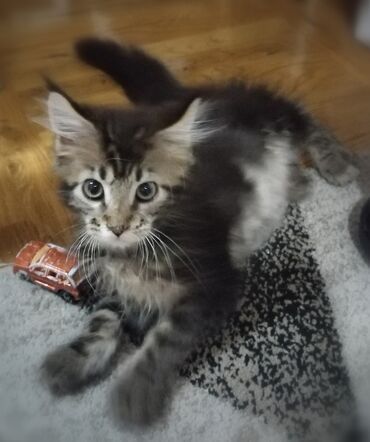 domace zivotinje: Main Coon mače, sivo, mužjak, staro 2 meseca i nedelju dana. Naučeno