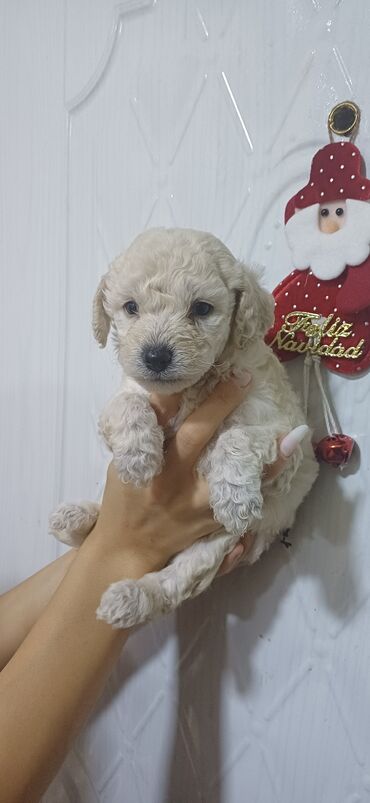 İtlər: Pudel, Dişi, Peyvəndli, Ödənişli çatdırılma — 13