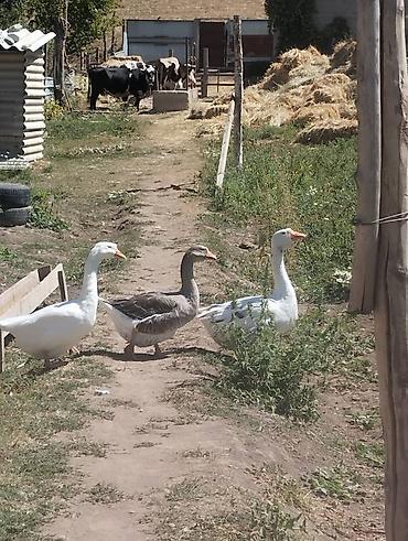 Домашние гуси для подворья - Порода: крупные серые и белые (смесь