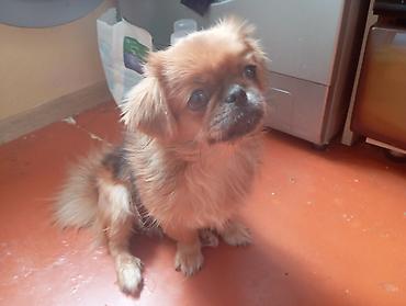 Pekines 7 aylıq 
tualet tərbiyəsi var
gucıdı alıcılar 
zəng etsın