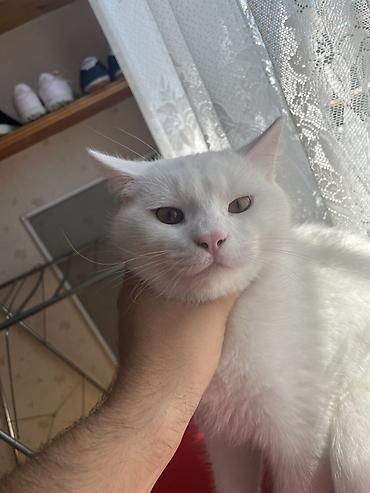 mavi rus pişiyi: Erkək, Yaxşı əllərə, Ödənişli çatdırılma — 5