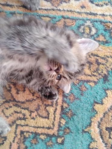 Продажа кошек: Шотландские котята. 1,5 месяца. 2 девочки, мальчик на брони — 4