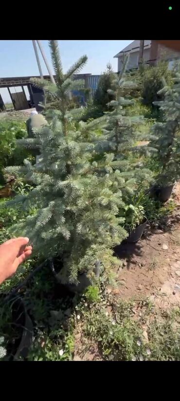 домашние растение: 🌲 Продается голубая ель! 🌲 Украсьте свой участок красивым хвойным