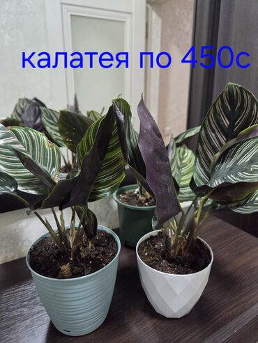 уличные горшки: Продаю домашние цветы. Женское счастье, мужское счастье гиганты