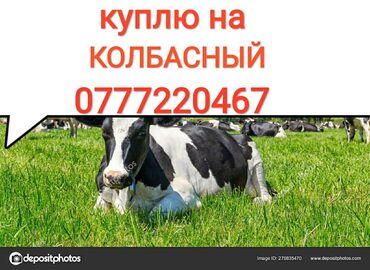 Куплю дорого скот на забой в колбасный цехкуплю любой упитанности и