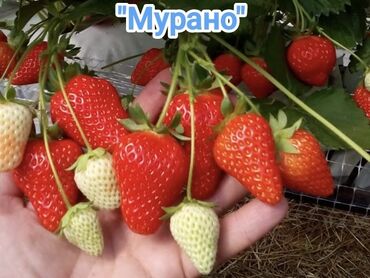 семена люцерны джеа цена в бишкеке: Көчөттөр : Кулпунай
