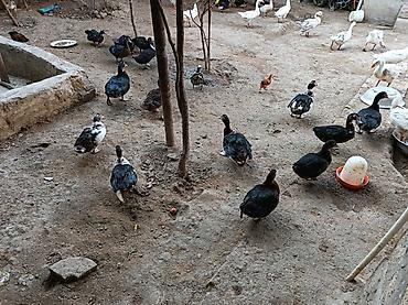 barama qiymeti: Lal ördəkdi lavanda zümrüd və yerli lal ordek di 2 gunlukde yanimizda — 2