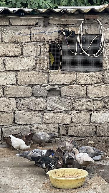zvanok it type 0: Muscovy ördəkləri (indo-ördəklər) – müxtəlif rənglərdə sürü — 4