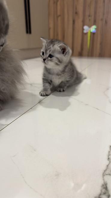 Продажа кошек: Три кошки и один кот Породистые котята серебристого окраса — 16