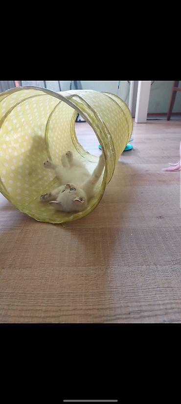 chinchilla kedi: Britan — 2