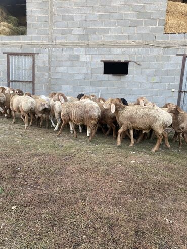 охотничий собака: Продаю | Ягненок, Баран (самец) | Арашан | На забой, Для разведения, Для шерсти | Племенные, Осеменитель