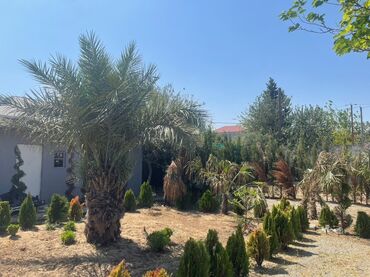 аренда дома на длительный срок: 🏡 Novxanı qəsəbəsində torpaq sahəsi satılır 	•	Ümumi sahə: 4 sot