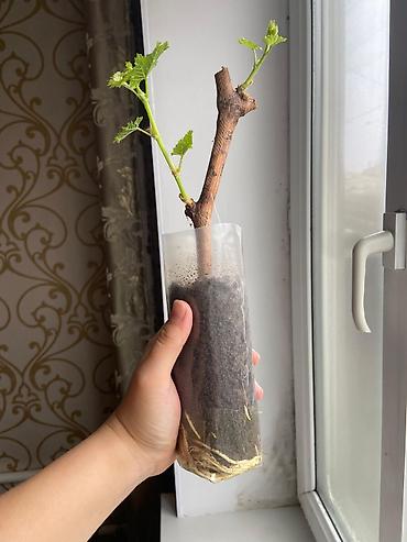 Виноград: Продаю Саженцы Винограда, есть разные сорта: Юлиан, Ризомат, кишмиш — 8