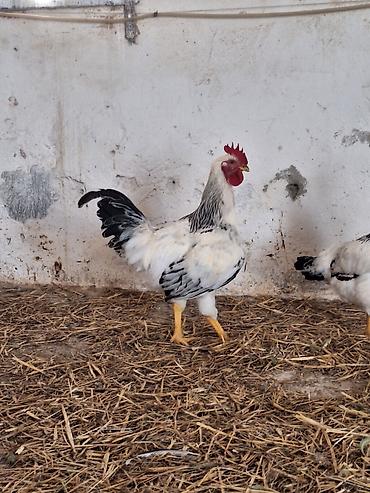 Toyuq, Damazlıq