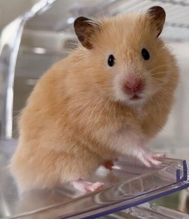 Хомяки: В полном комплекте Сирийский хомяк 🐹 мандаринка,очень игривая,ручная 5 at lalafo.kg Хомяки: В полном комплекте Сирийский хомяк 🐹 мандаринка,очень игривая,ручная 5