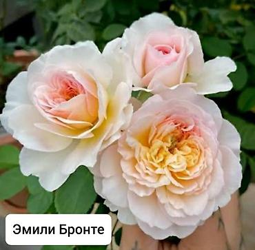 алоказии: Роза — 1