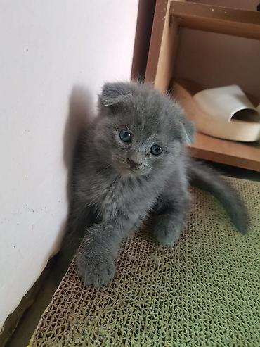 Кошки: Шотландские котята, окрас сплошной серый (blue). На выбор — малыши с — 2