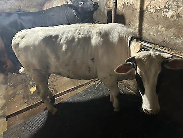 südlük inəklər: Super duye dogmamis cinsdən ağ-qara ləkəli inək. Orta ölçülü buynuzlu — 2
