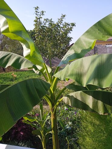 печка для бани бу: Продам дерево банан 🍌 очень красивый декоративный