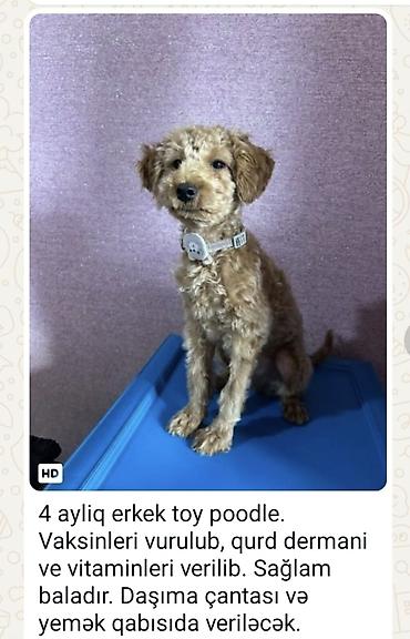 Heyvanlar üçün digər mallar: Toy Poodle, erkək, 4 aylıq. - Vaksinləri vurulub - Qurd dərmanı və — 1