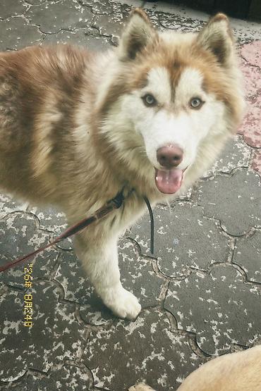немецские овчарки: 🐕 ДРЕССИРОВКА СОБАК | ПЕРЕДЕРЖКА + ОБУЧЕНИЕ 🐾 Опыт работы с собаками — 8