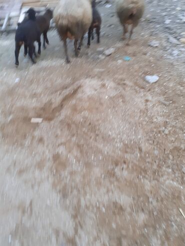 Qoyunlar, qoçlar: 3 də erkəyi balaldı ciddi şəxslər narahat eləsin — 6