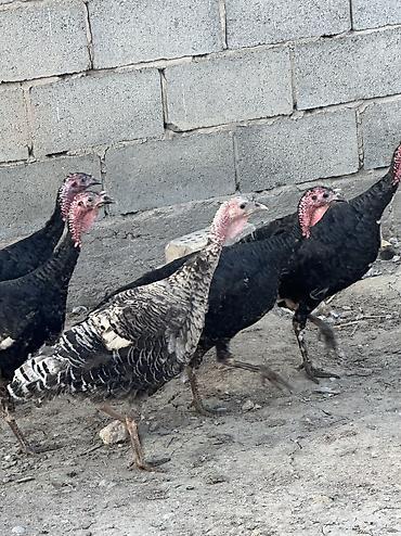 Птицы: Самки и самцы — 4