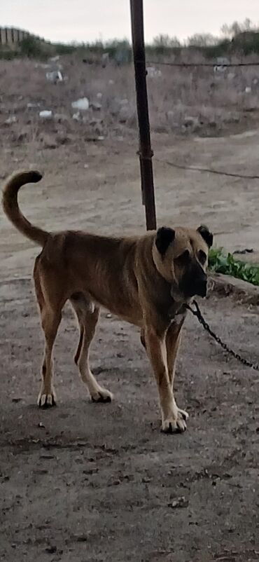 собаки шпиц цена: Qurdbasar, 3 il, Erkek, Peyvəndli, Ödənişli çatdırılma