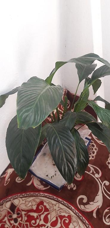 другие комнатные растения: Спатифиллум (Spathiphyllum), комнатный гул."Женское счастье" жакшы — 4