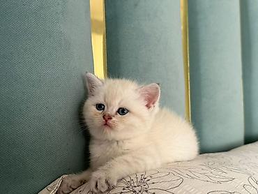 породистые кошки бишкек: 2 месяца, Девочка, Приучена к лотку — 3