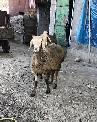 Баран, овца: Продаю | Баран (самец) | Для разведения | Племенные, Ярка — 1