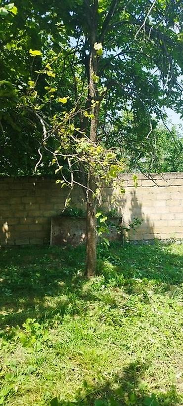 ismayıllıda satılan torpaq: Tikinti, Mülkiyyətçi, Kupça (Çıxarış) — 10