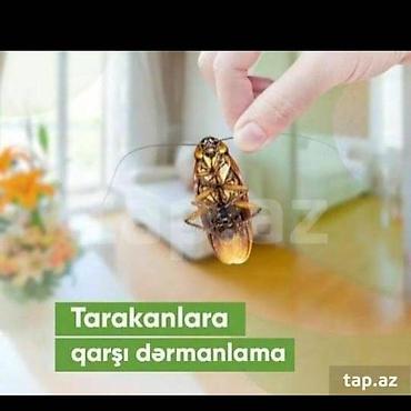 kükürd ilan: Görülən Bütün xidmətlərə zəmanət…!!!! Tarakan Qarişqa Bit-Birə Milçək — 6
