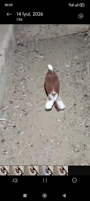 dekorativ goyərcin: Hazır cutduler bala alinib .cütü 80;manat video var ireal aliciya — 1