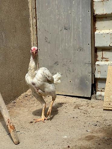 afcarka barter: Salam daş pipik cins heyratı 1 illik tam sağlam aktiv — 3