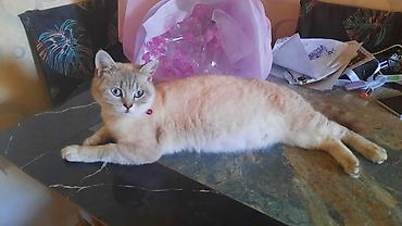 silver chinchilla: Şotland, Erkək, Dişi, Yaxşı əllərə — 3